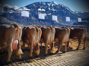 ZF OB Vulkos VOLTA von Ah Sepp Giswil A75